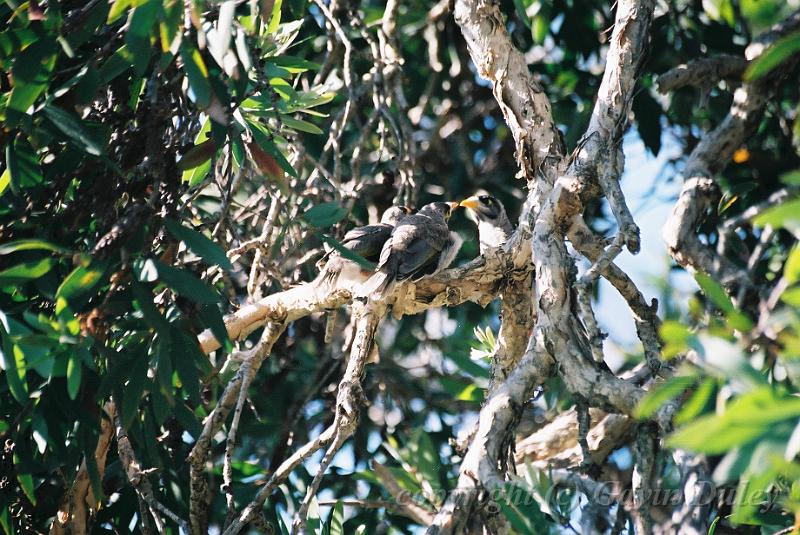 Noisy Miner nest, Red Rock F1000034.JPG